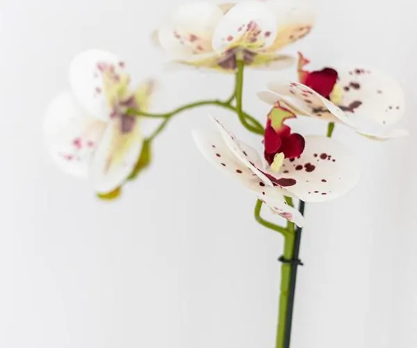 Victus Apartamenty, Sunshine